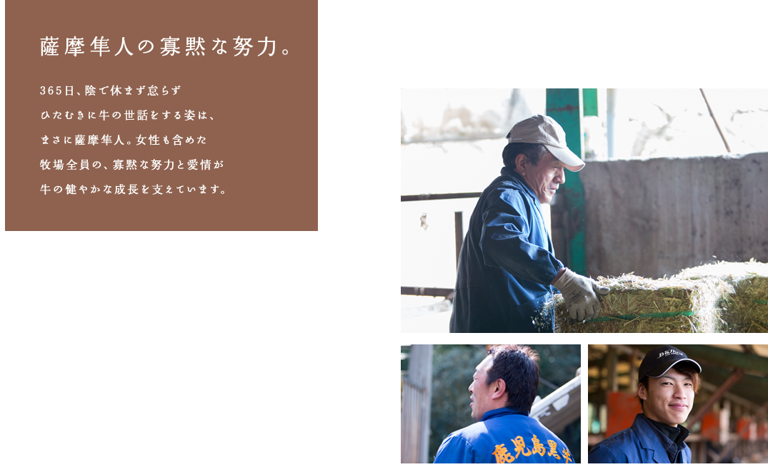 薩摩隼人の寡黙な努力。3 6 5 日、陰で休まず怠らずひたむきに牛の世話をする姿は、まさに薩摩隼人。女性も含めた牧場全員の、寡黙な努力と愛情が牛の健やかな成長を支えています。