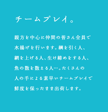 チームプレイ。親方を中心に仲間の皆さん全員で水揚げを行います。綱を引く人、網を上げる人、生け締めをする人、魚の数を数える人…。たくさんの人の手による素早いチームプレイで鮮度を保ったまま出荷します。