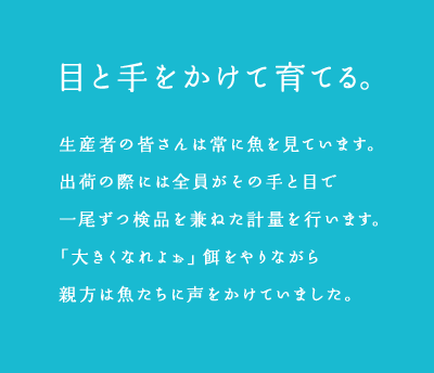 '目と手をかけて育てる。生産者の皆さんは常に魚を見ています。出荷の際には全員がその手と目で一尾ずつ検品を兼ねた計量を行います。「大きくなれよぉ」餌をやりながら親方は魚たちに声をかけていました。