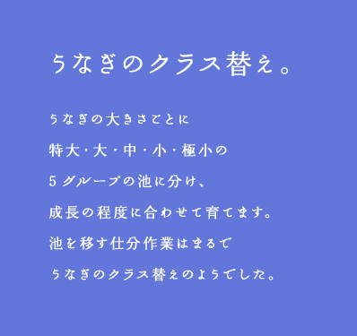 うなぎのクラス替え。うなぎの大きさごとに特大・ 大・中・小・極小の5グループの池に分け、成長の程度に合わせて育てます。池を移す仕分作業はまるでうなぎのクラス替えのようでした。