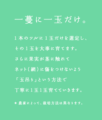 一蔓に一玉だけ。1本のツルに1玉だけを選定し、その1玉を大事に育てます。さらに果実が茎に触れてネット(網)に傷をつけないよう「玉吊り」という方法で丁寧に1玉1玉育てていきます。＊ 農家によって、栽培方法は異なります。