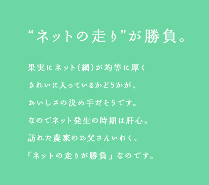 'ネットの走り'が勝負。果実にネット(網)が均等に厚くきれいに入っているかどうかが、おいしさの決め手だそうです。なのでネット発生の時期は肝心。訪れた農家のお父さんいわく、「ネットの走りが勝負」なのです。