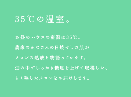 35℃の温室。お昼のハウスの室温は35℃。農家のみなさんの日焼けした肌がメロンの熟成を物語っています。畑の中でしっかり糖度を上げて収穫した、甘く熟したメロンをお届けします。